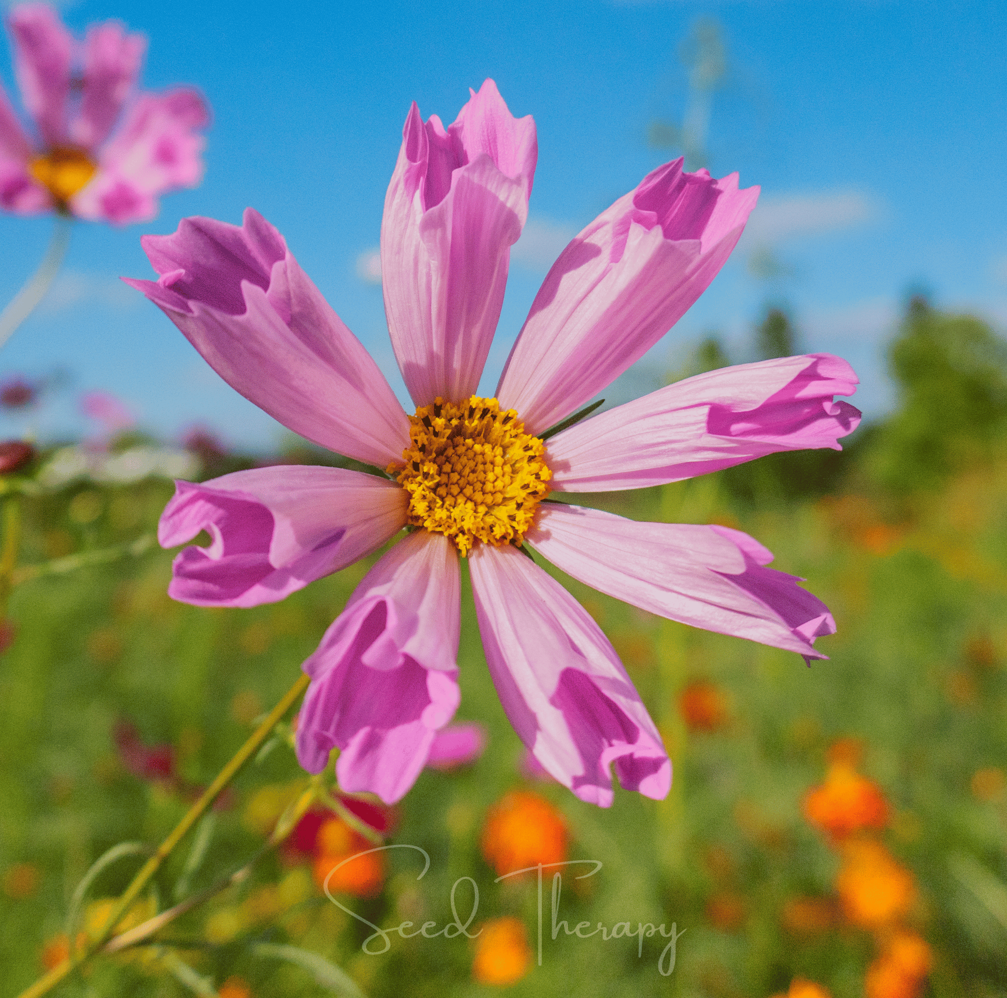 Sea Shells Cosmos – 100 Seeds Southern Seeds
