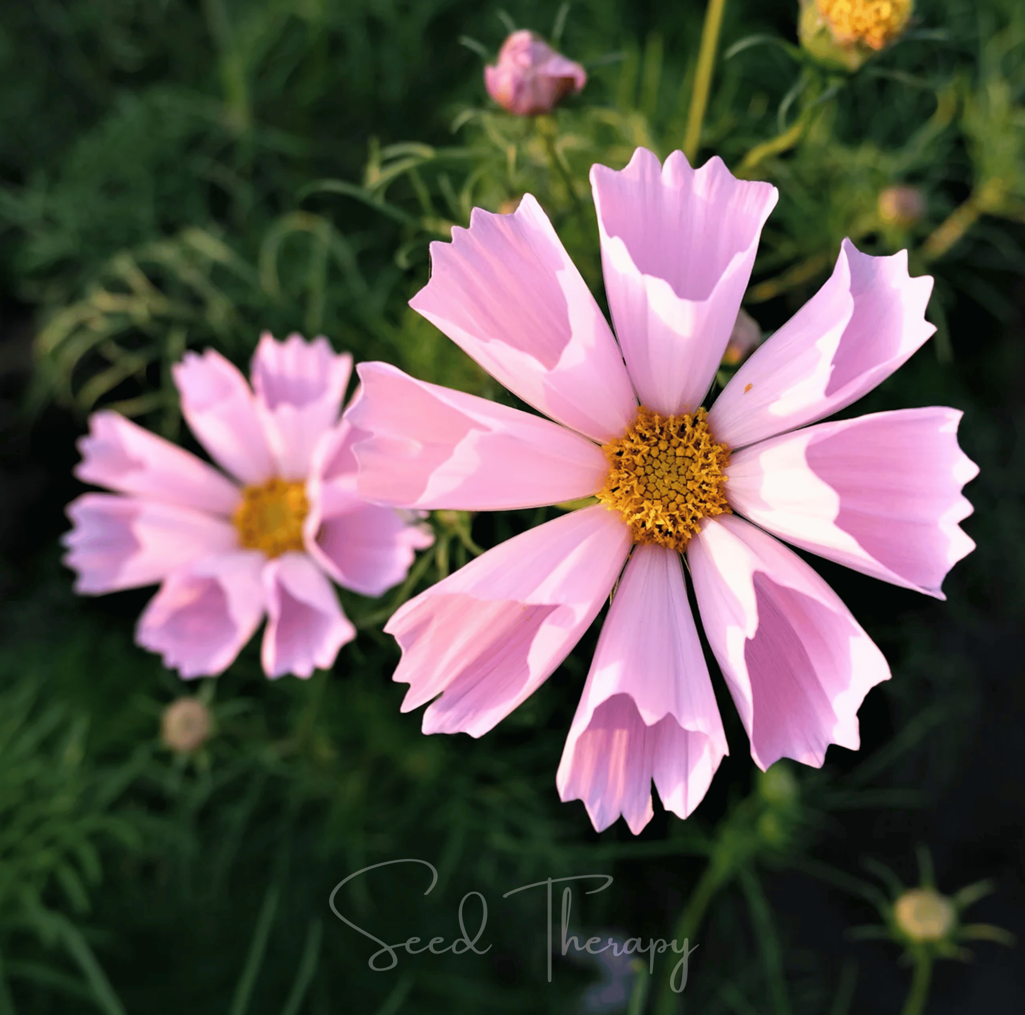 Sea Shells Cosmos – 100 Seeds Southern Seeds