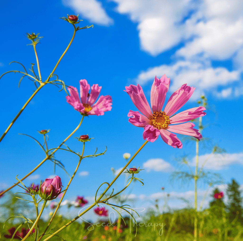 Sea Shells Cosmos – 100 Seeds Southern Seeds