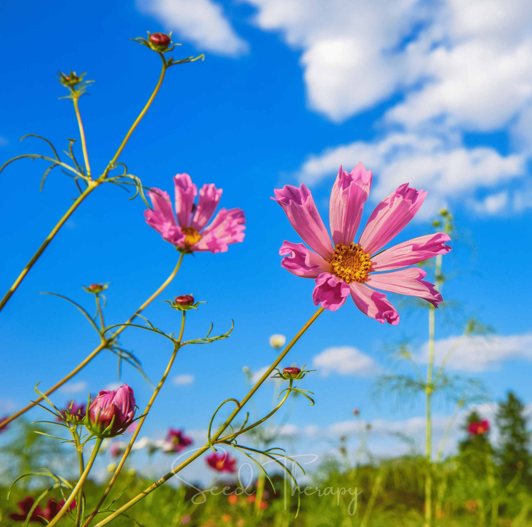 Sea Shells Cosmos – 100 Seeds Southern Seeds