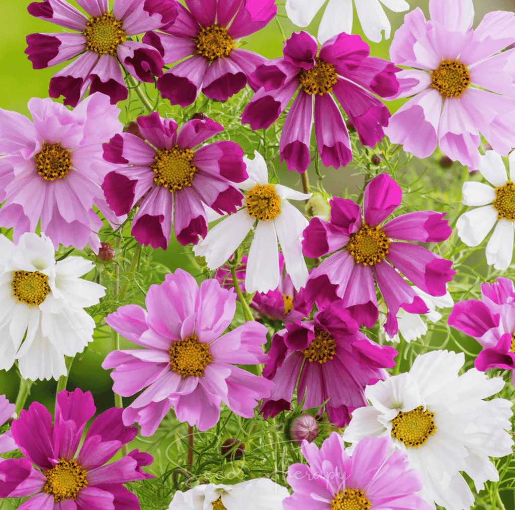 Sea Shells Cosmos – 100 Seeds Southern Seeds