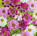 Sea Shells Cosmos – 100 Seeds Southern Seeds