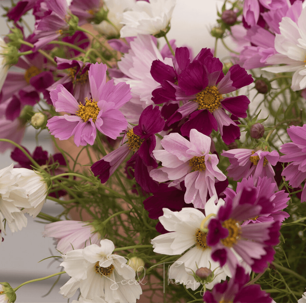 Sea Shells Cosmos – 100 Seeds Southern Seeds