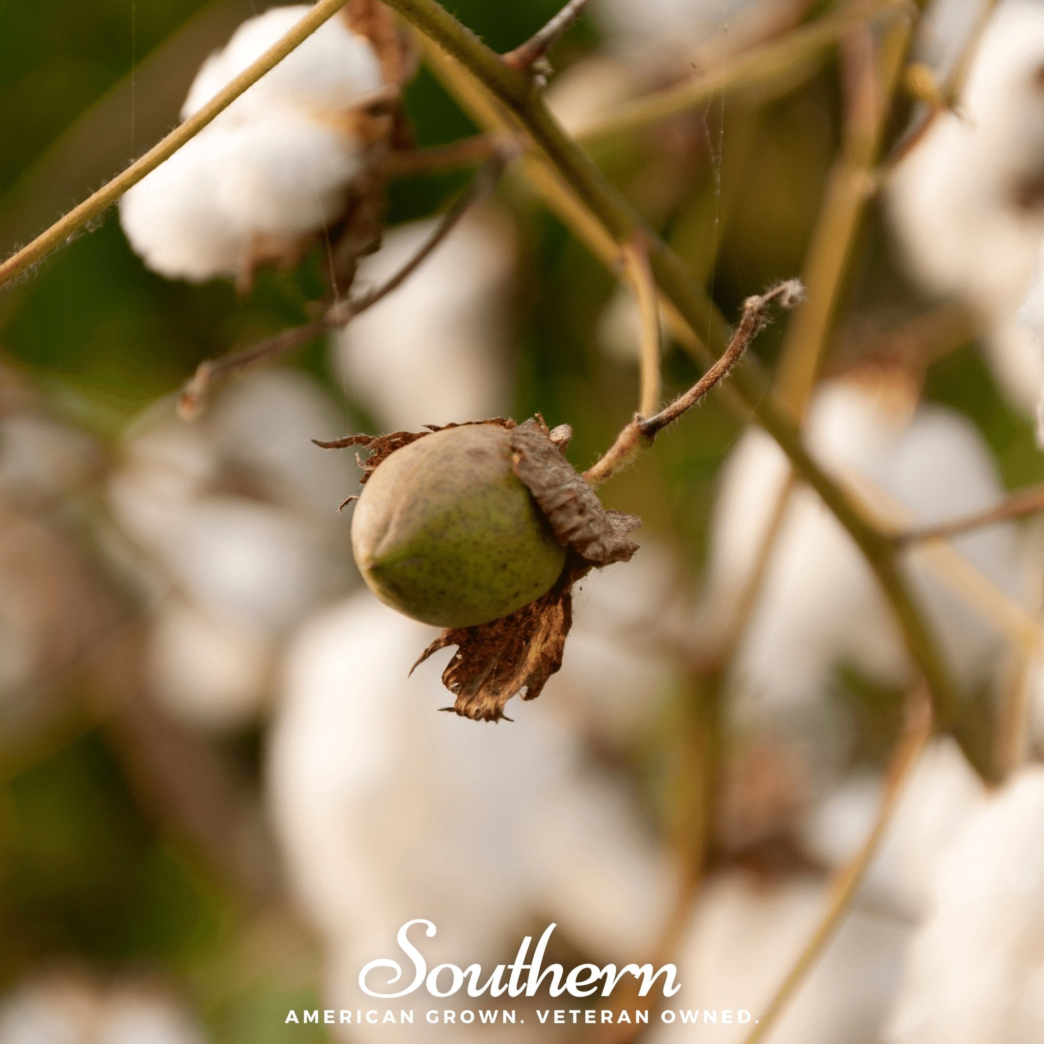 Levant Cotton – 20 Seeds Southern Seeds
