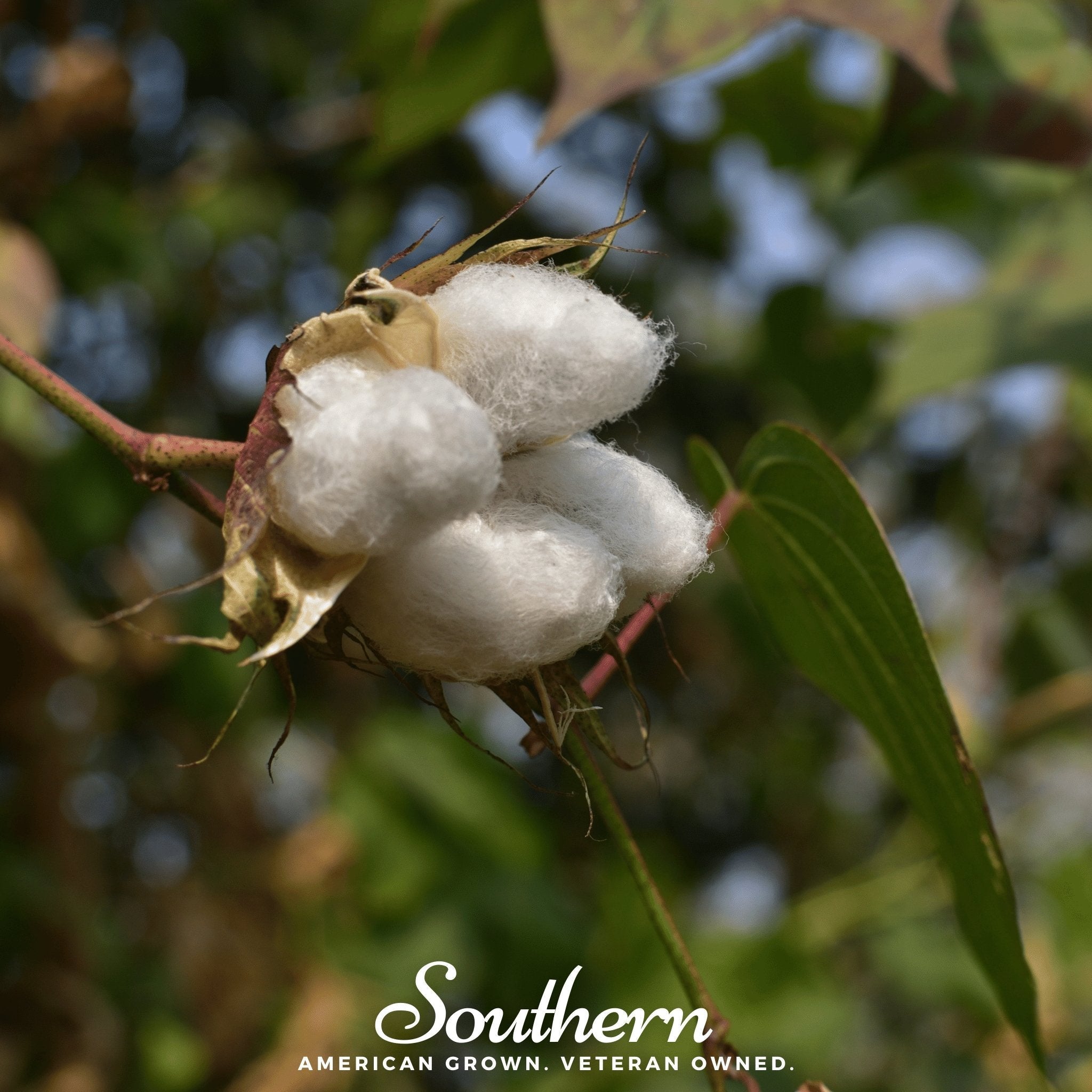Levant Cotton – 20 Seeds Southern Seeds