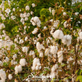 Levant Cotton – 20 Seeds Southern Seeds