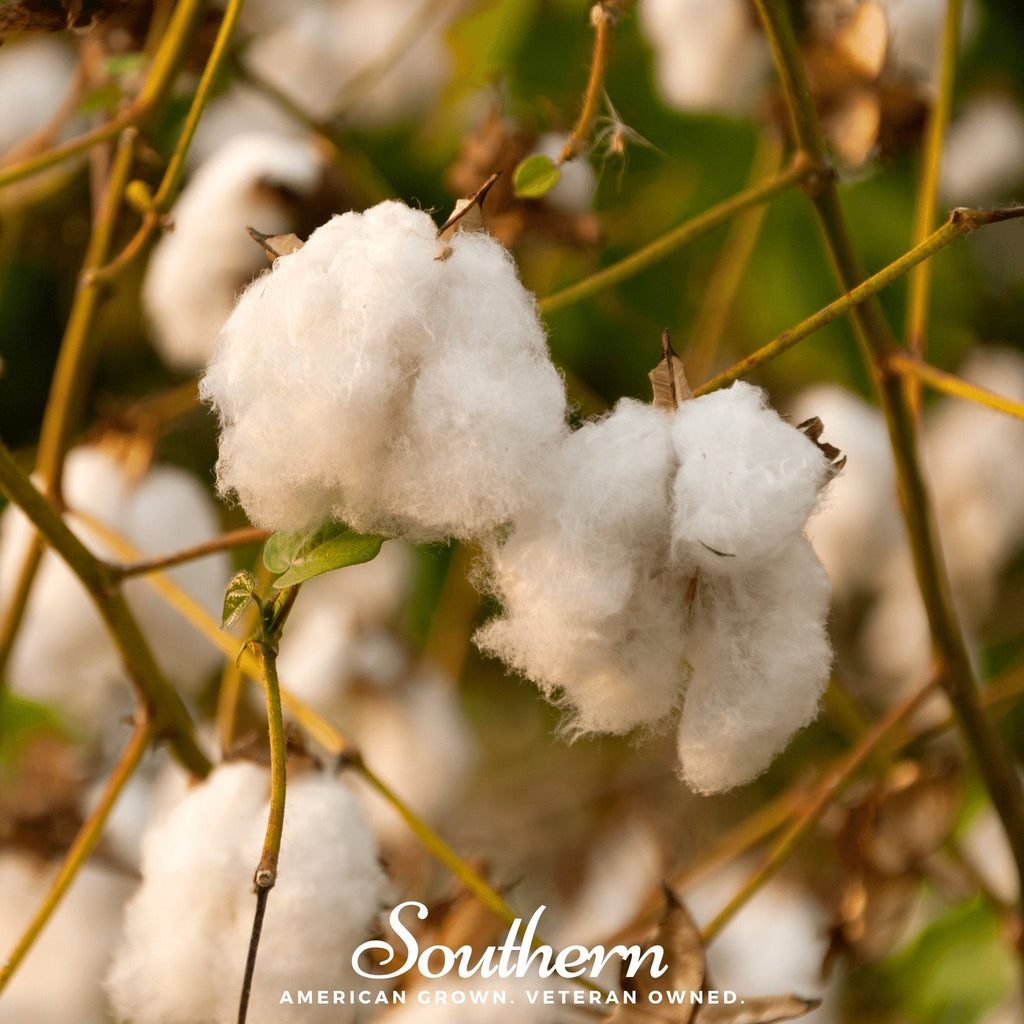 Levant Cotton – 20 Seeds Southern Seeds