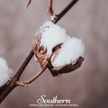 Upland Cotton – 20 Seeds Southern Seeds