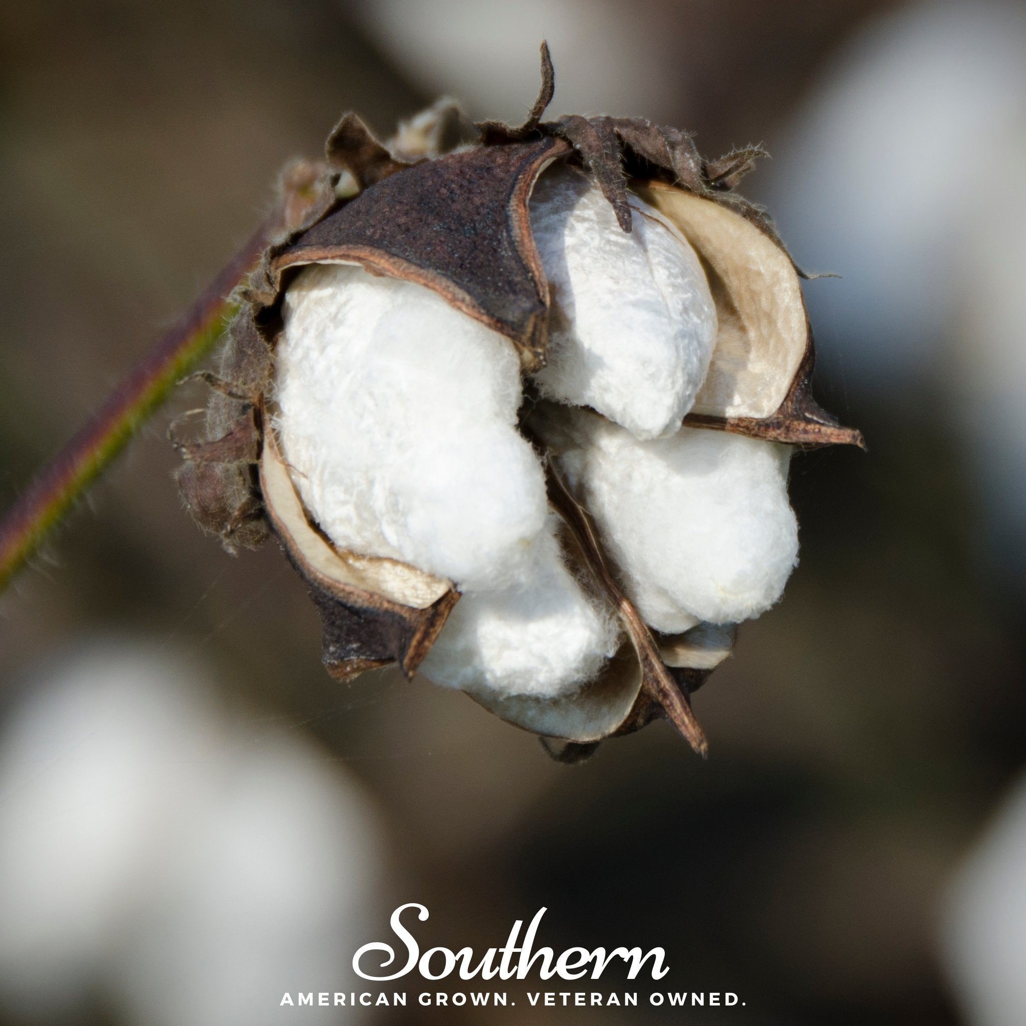 Upland Cotton – 20 Seeds Southern Seeds
