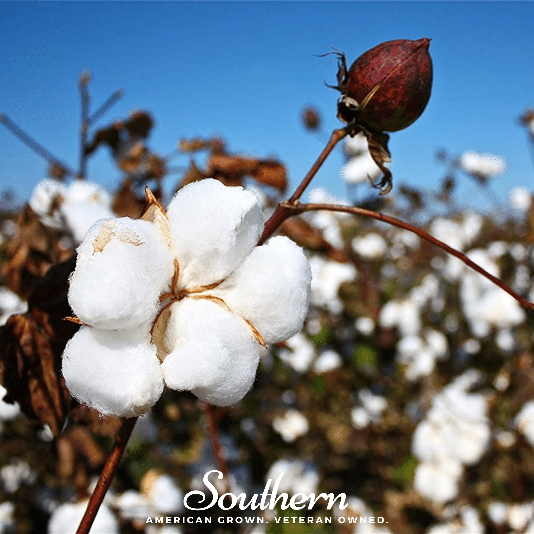 Upland Cotton – 20 Seeds Southern Seeds