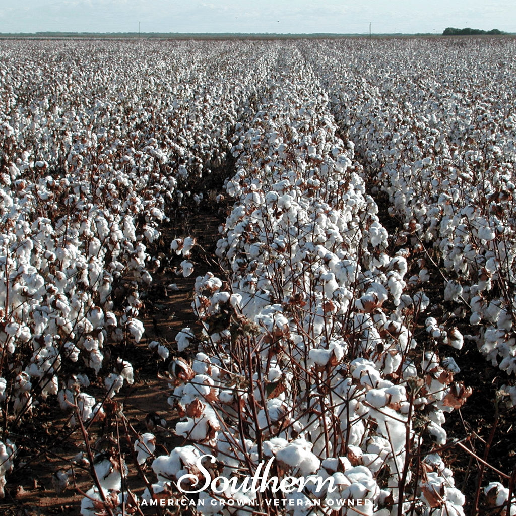 Upland Cotton – 20 Seeds Southern Seeds