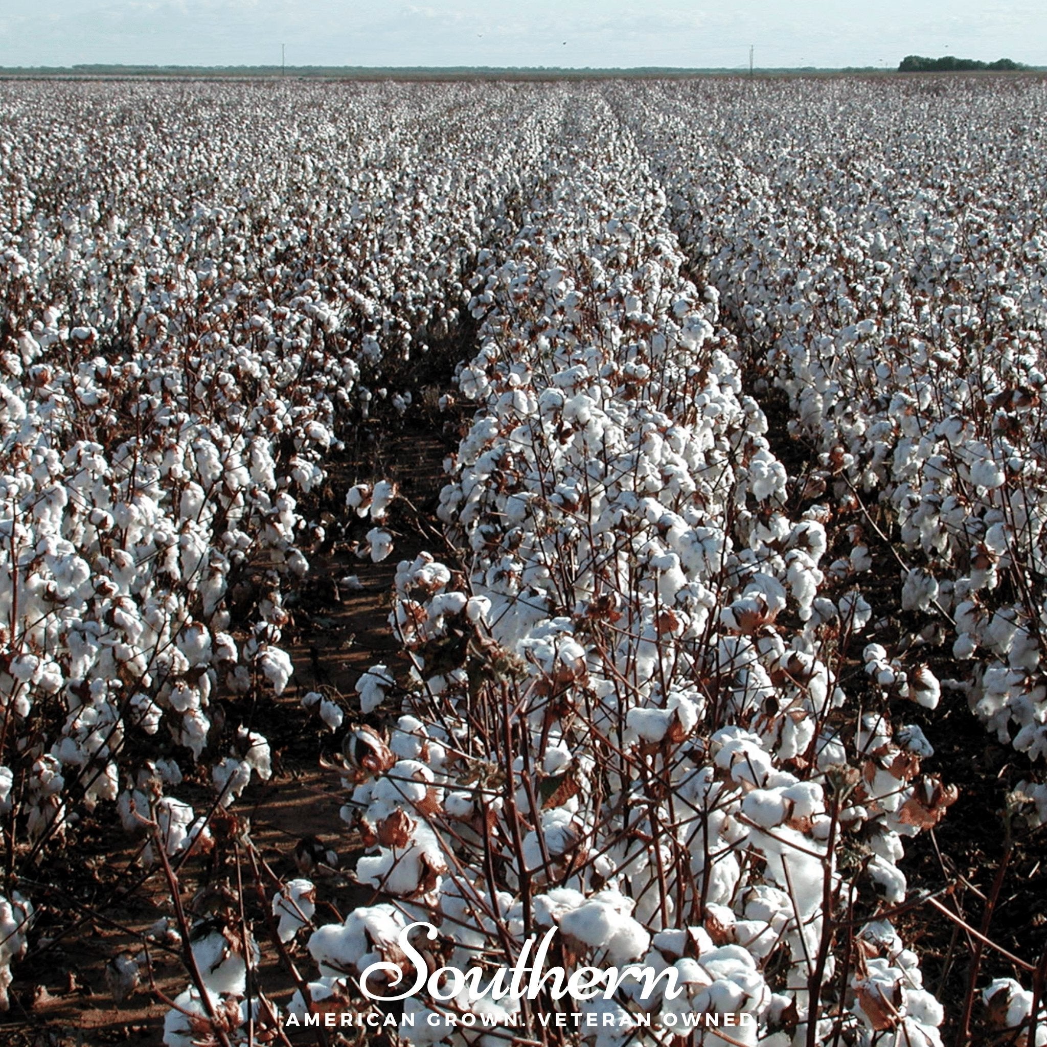 Upland Cotton – 20 Seeds Southern Seeds