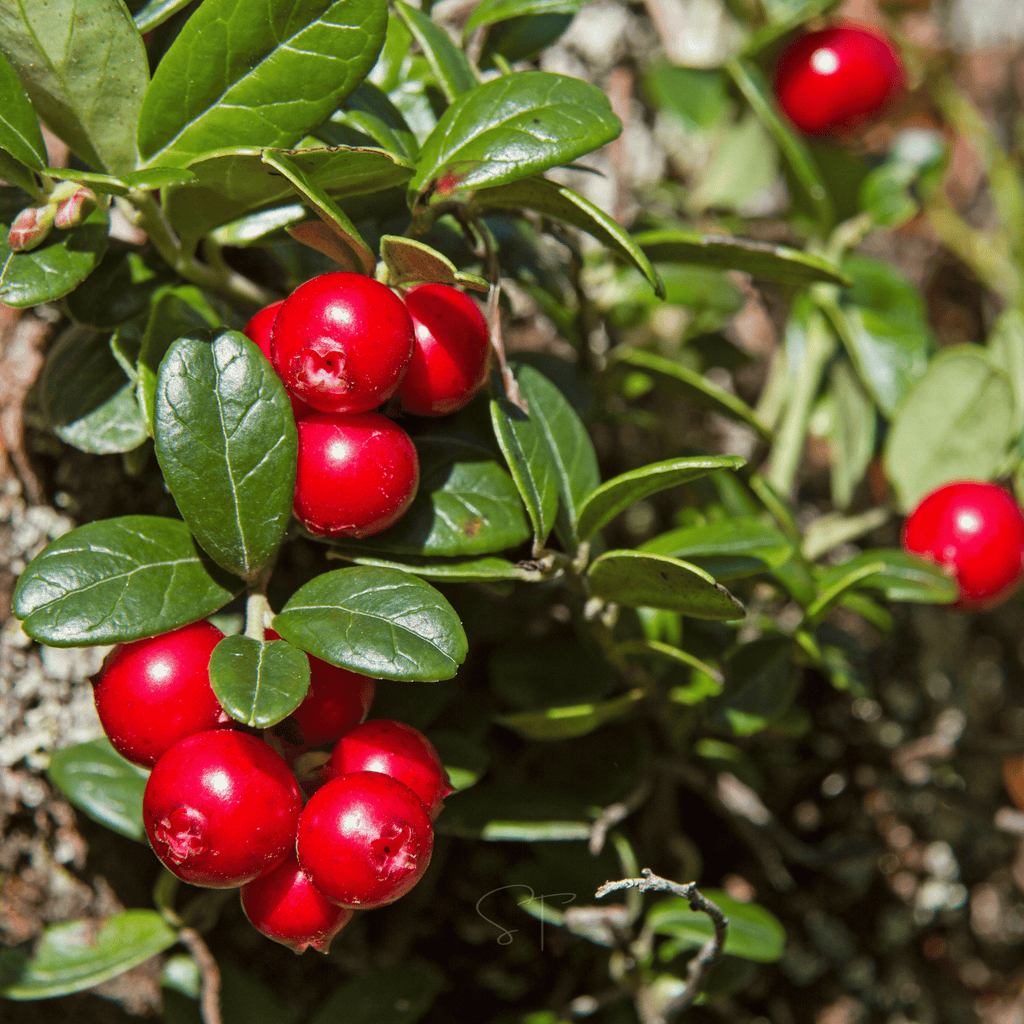 Cranberry, American – 50 Seeds Southern Seeds