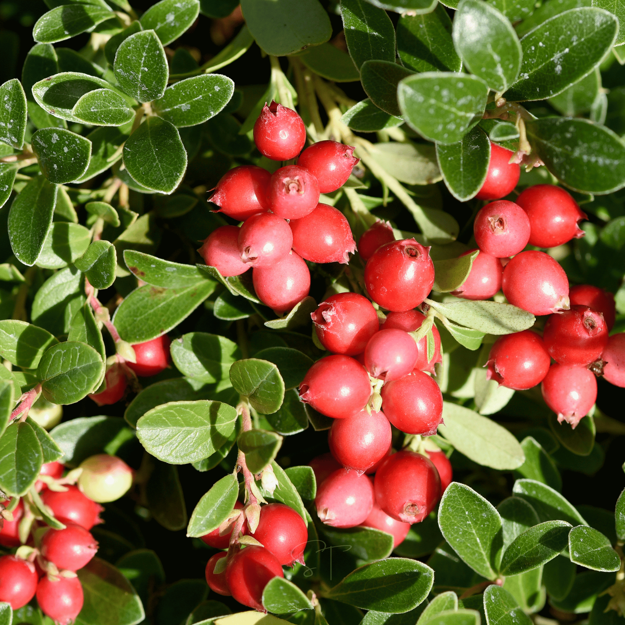 Cranberry, American – 50 Seeds Southern Seeds