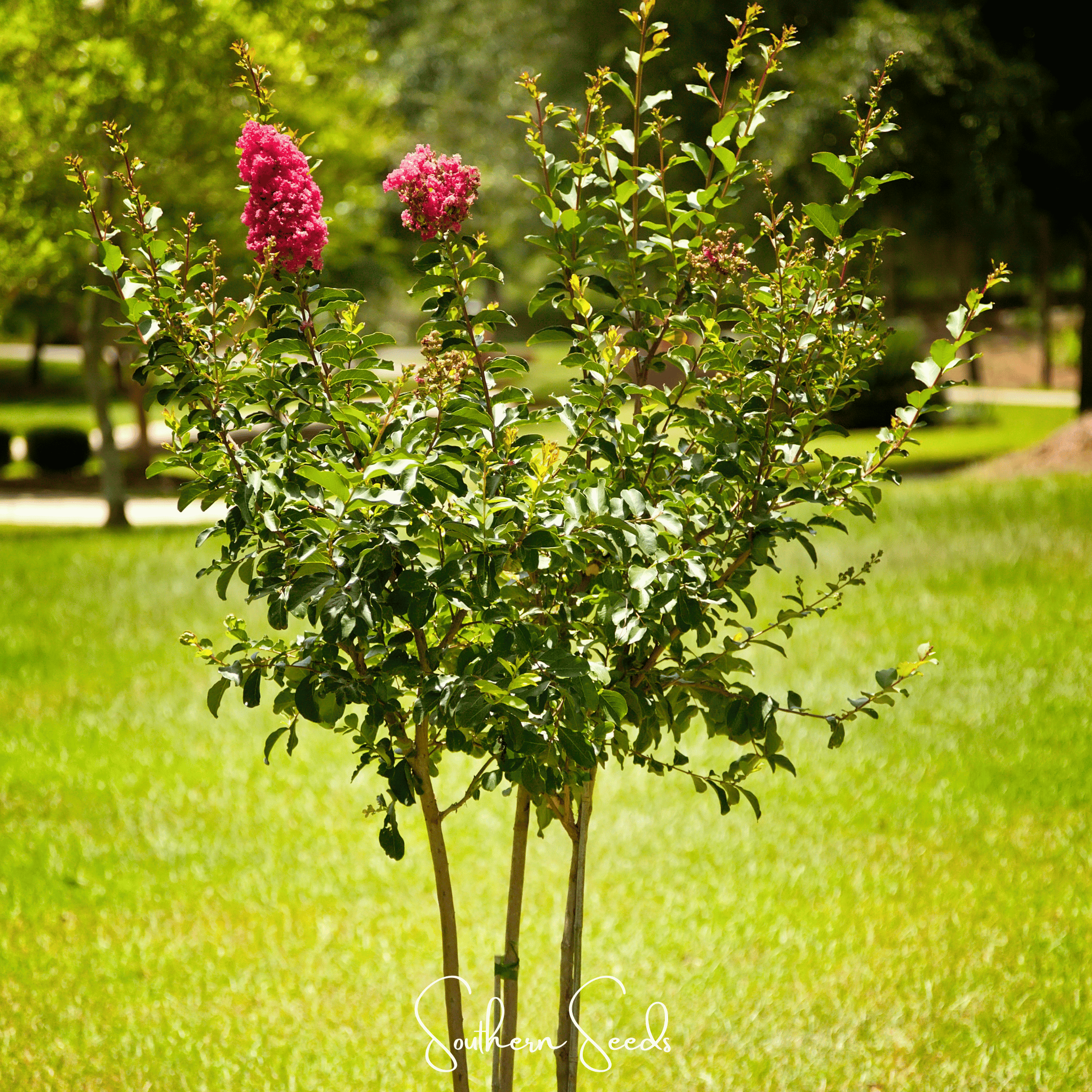 Crape Myrtle – 50 Seeds Southern Seeds