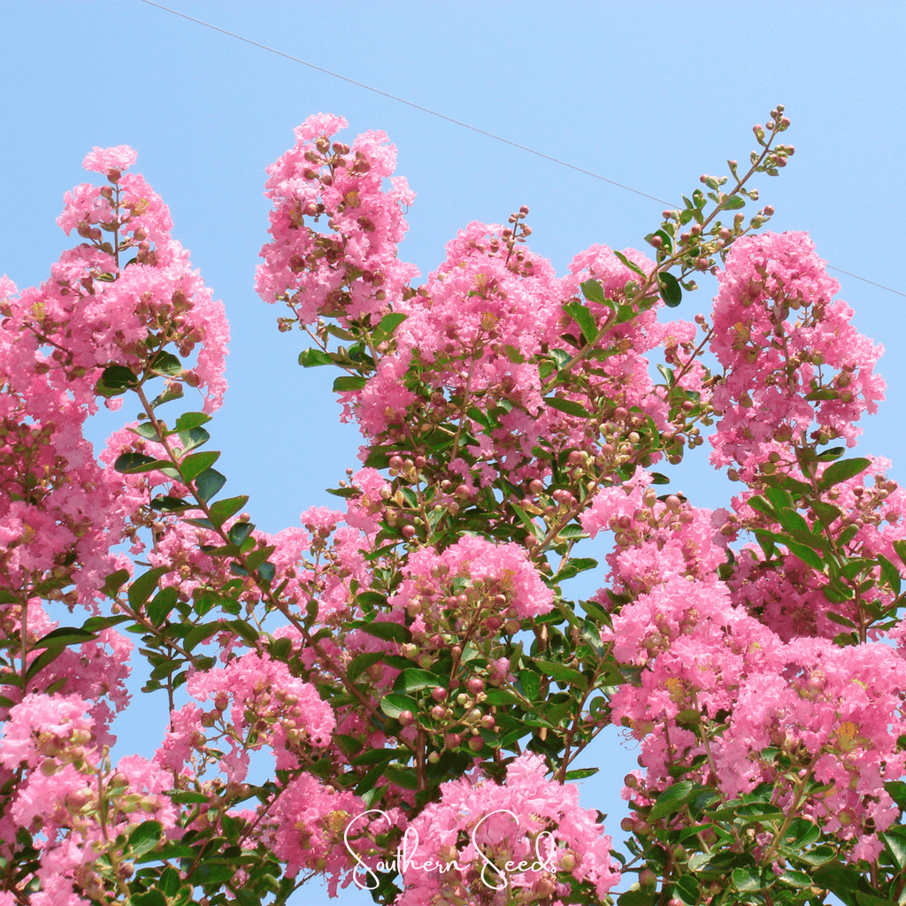 Crape Myrtle – 50 Seeds Southern Seeds