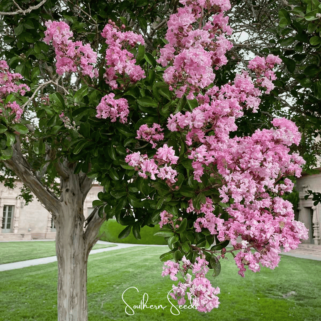 Crape Myrtle – 50 Seeds Southern Seeds