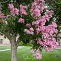 Crape Myrtle – 50 Seeds Southern Seeds