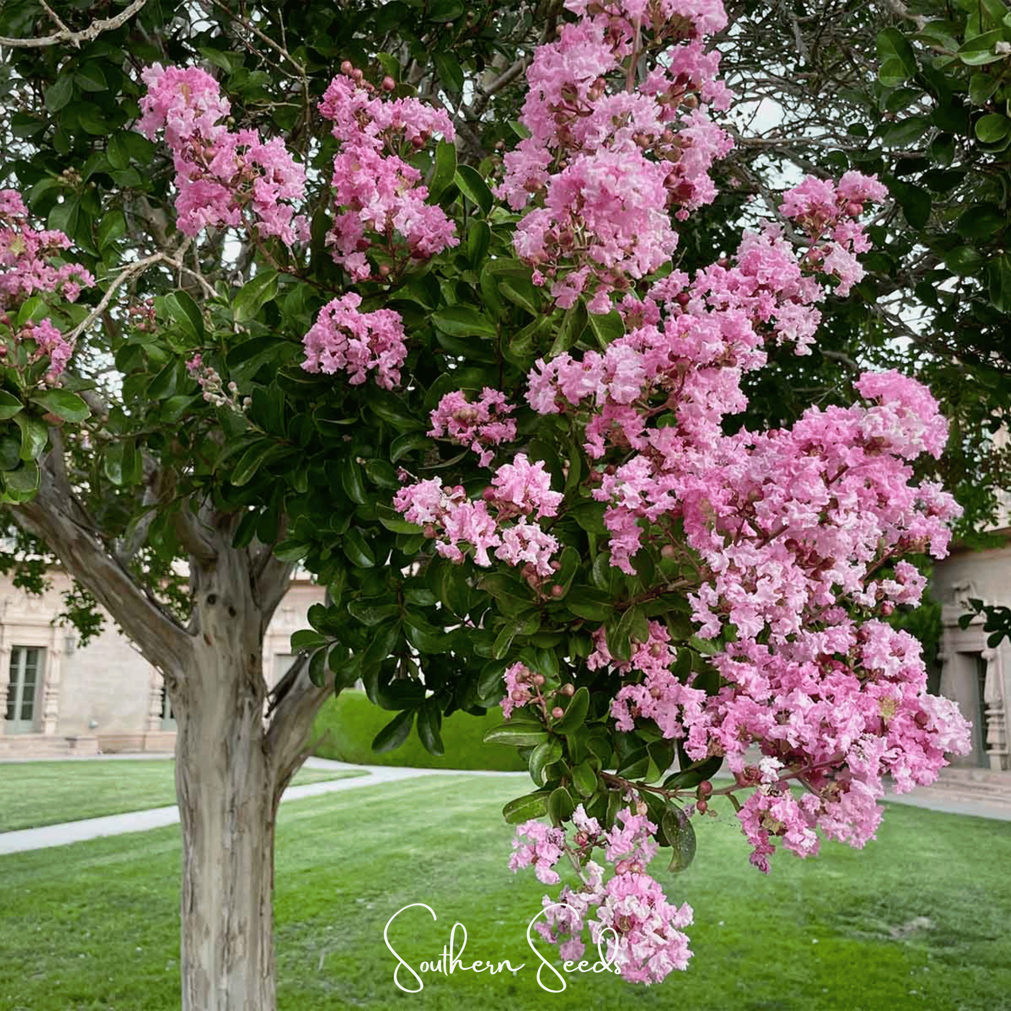 Crape Myrtle – 50 Seeds Southern Seeds