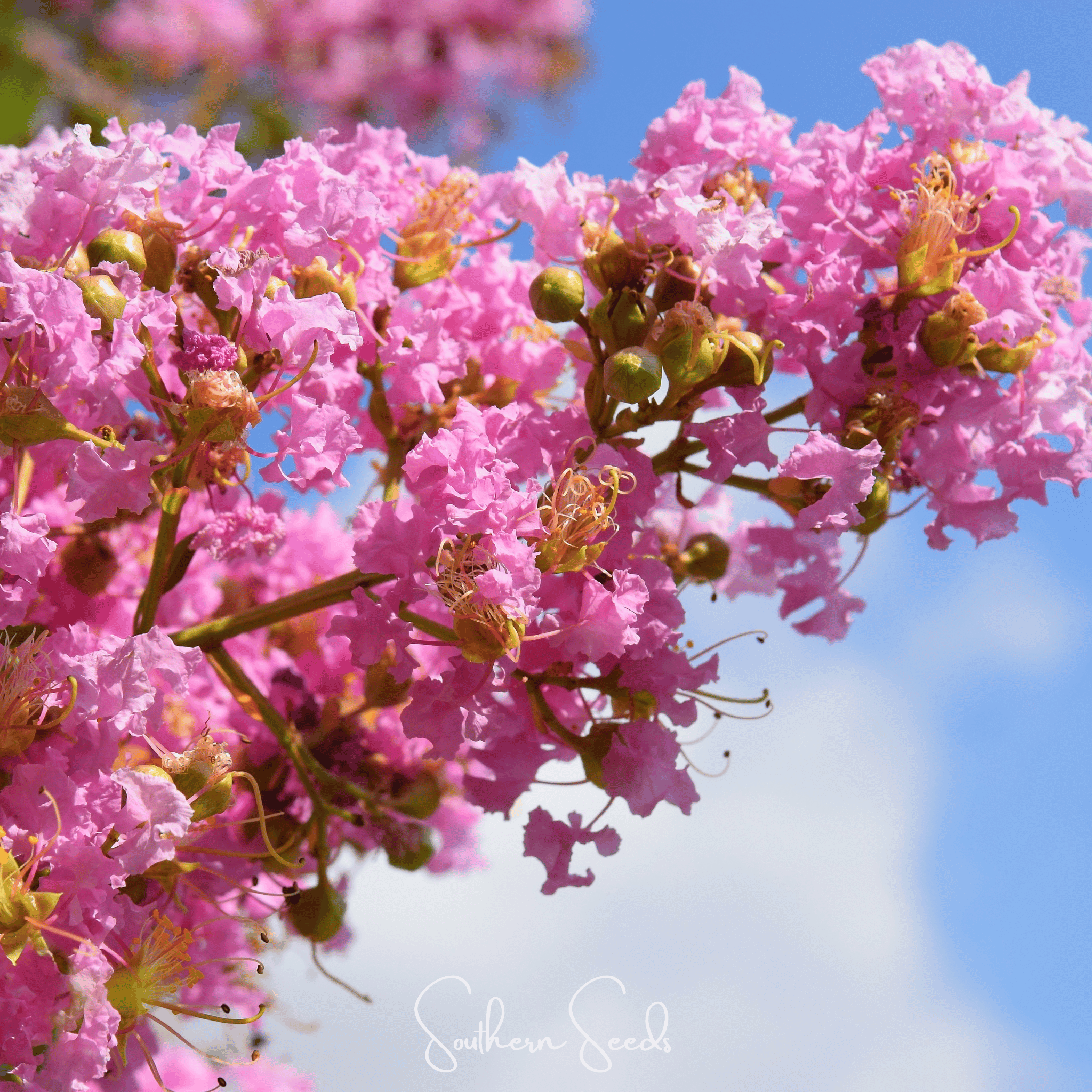 Crape Myrtle – 50 Seeds Southern Seeds