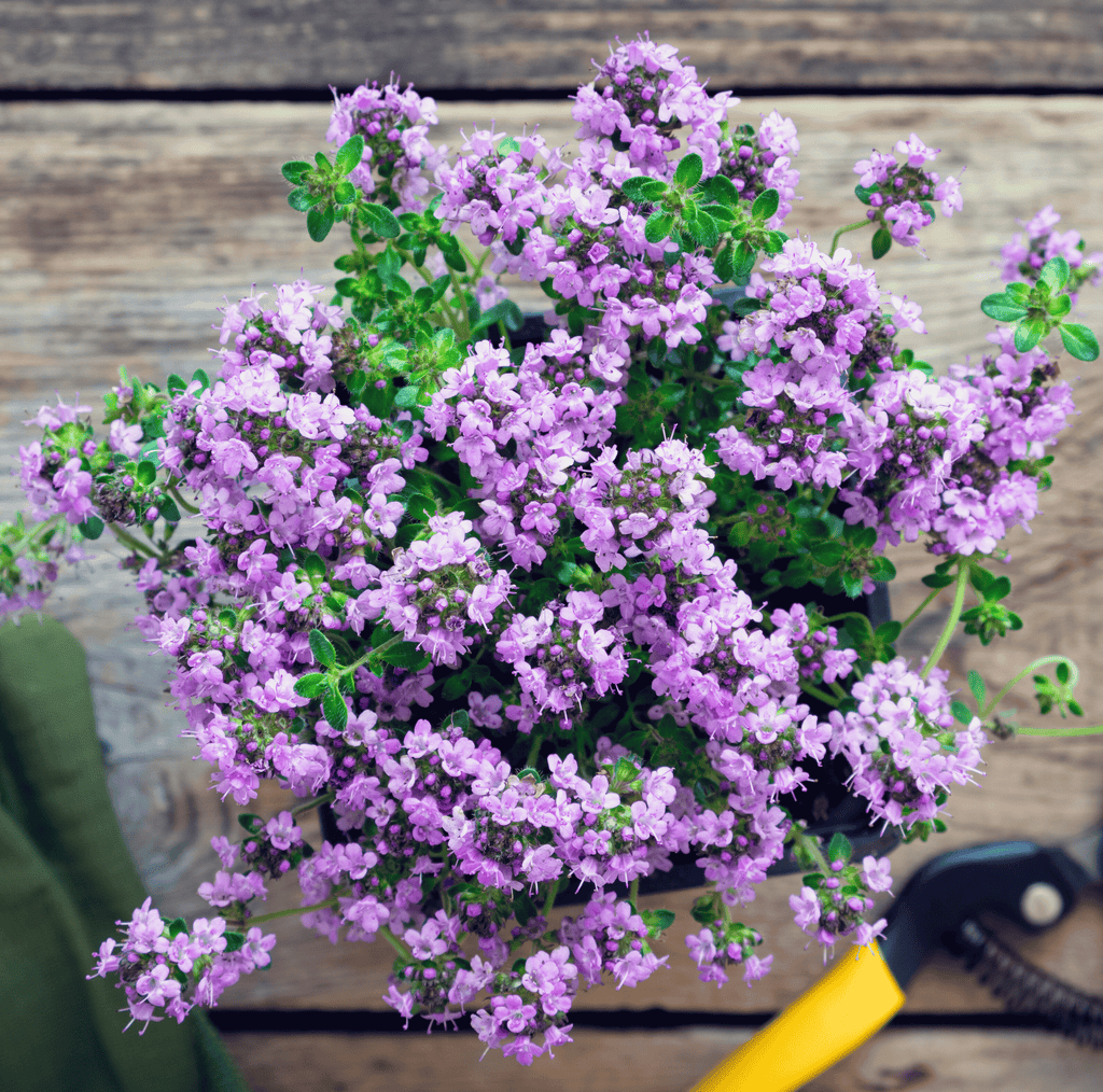 Creeping Thyme – 250 Seeds Southern Seeds