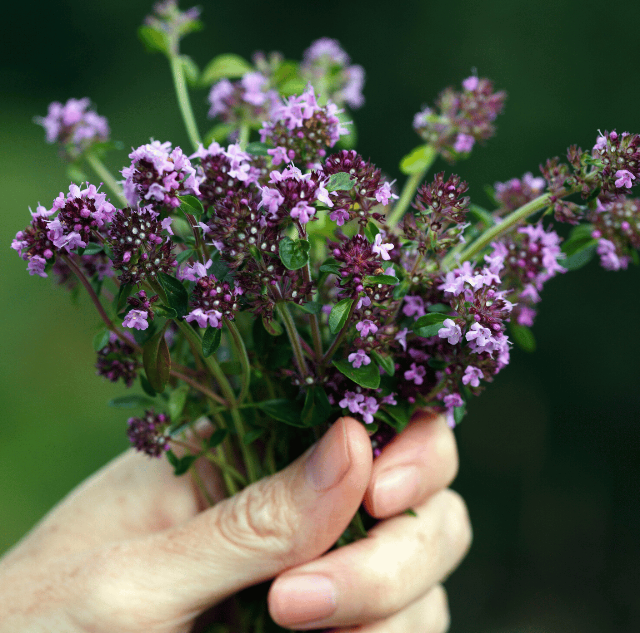 Creeping Thyme – 250 Seeds Southern Seeds