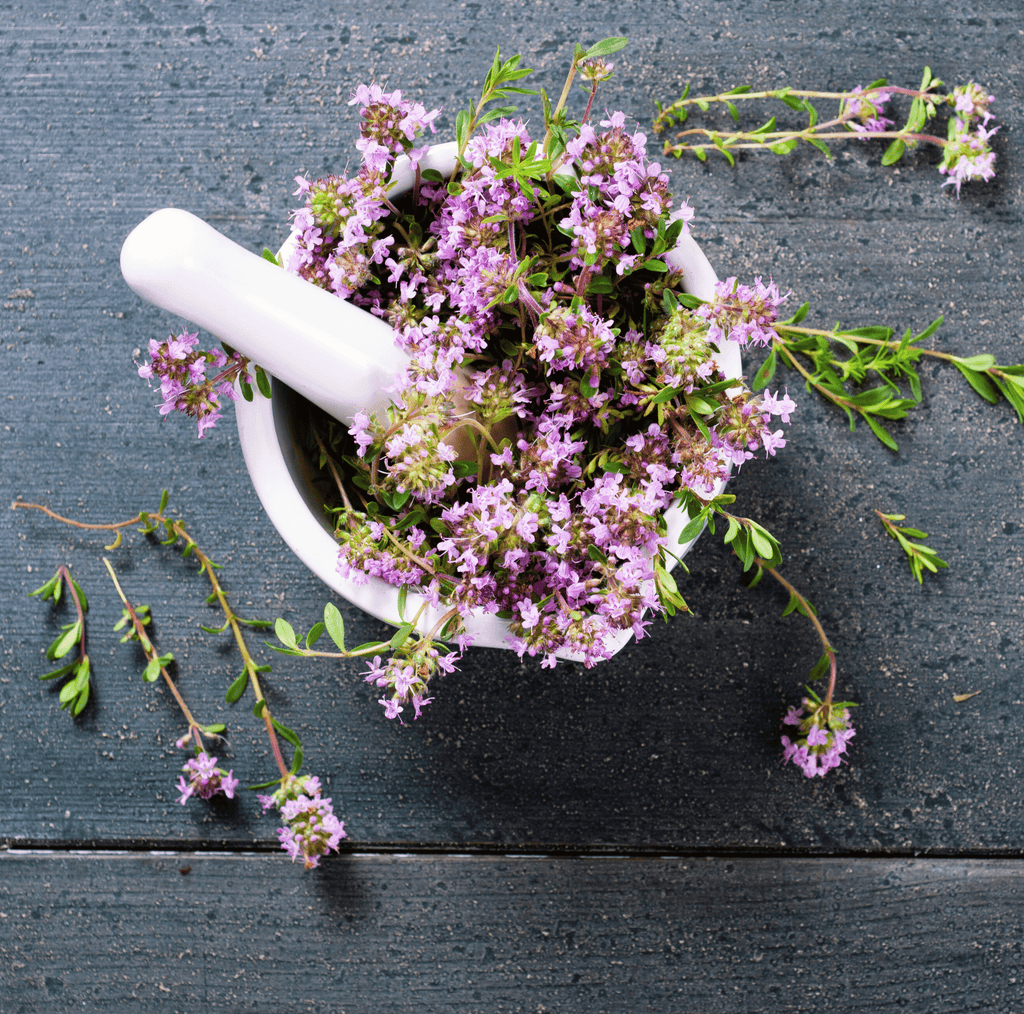 Creeping Thyme – 250 Seeds Southern Seeds