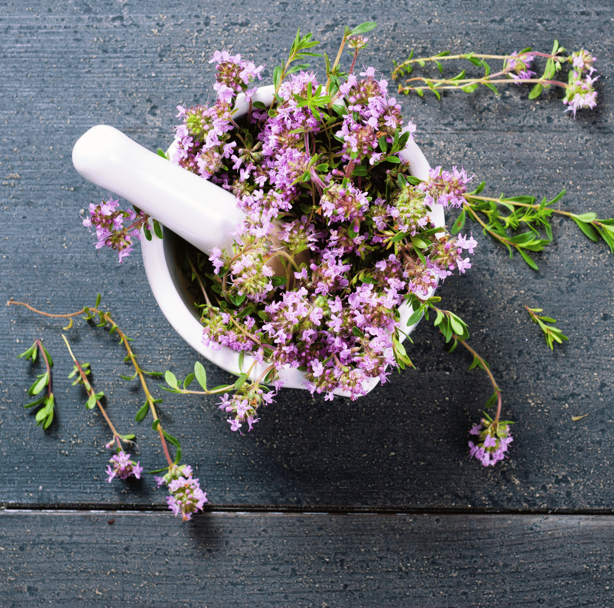 Creeping Thyme – 250 Seeds Southern Seeds