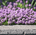 Creeping Thyme – 250 Seeds Southern Seeds