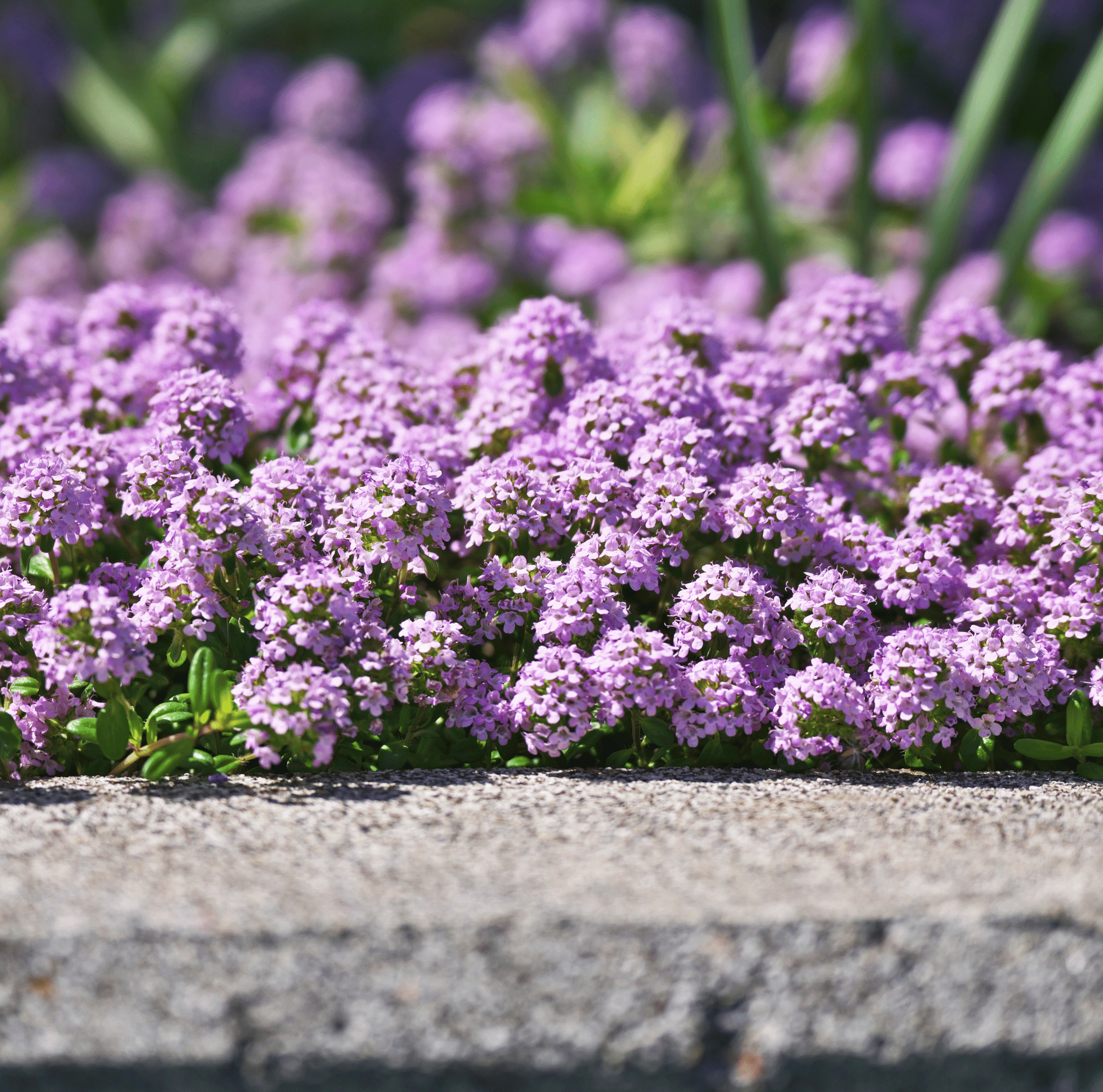 Creeping Thyme – 250 Seeds Southern Seeds