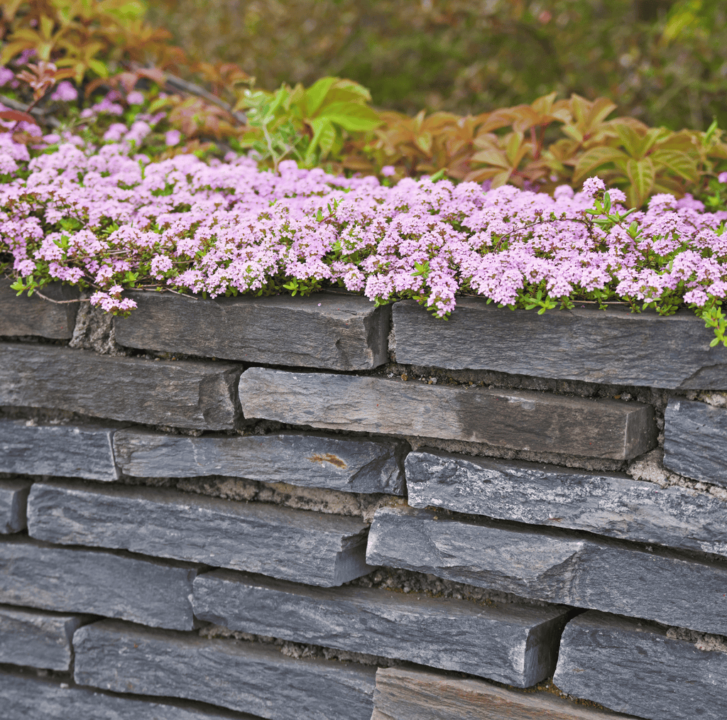 Creeping Thyme – 250 Seeds Southern Seeds