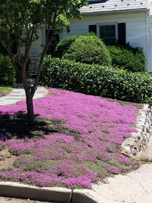 Thyme for a Change - Red Creeping Thyme Seed Earthwise Seed