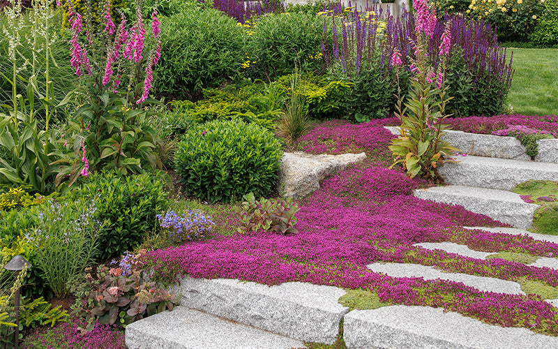 Thyme for a Change - Red Creeping Thyme Seed Earthwise Seed
