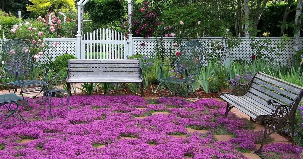 Thyme for a Change - Red Creeping Thyme Seed Earthwise Seed