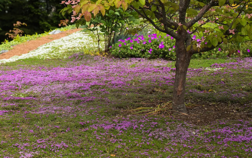 Thyme for a Change - Red Creeping Thyme Seed Earthwise Seed