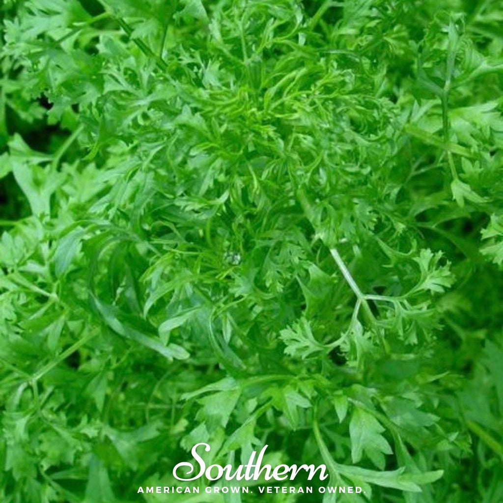 Curled Cress – 200 Seeds Southern Seeds