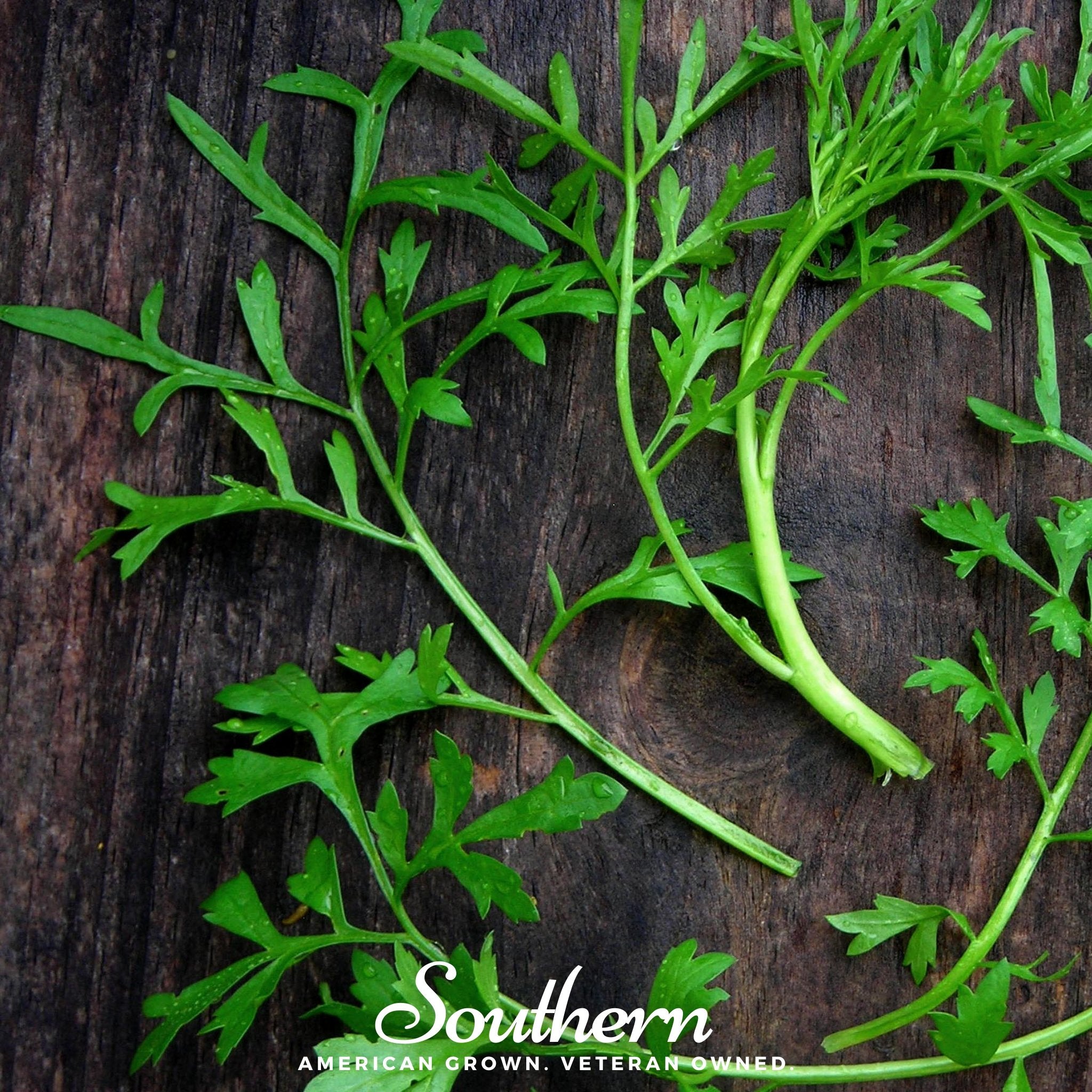 Curled Cress – 200 Seeds Southern Seeds