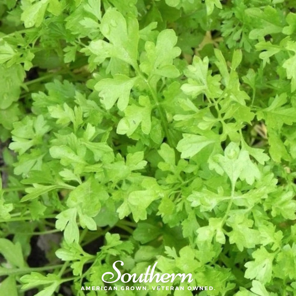 Curled Cress – 200 Seeds Southern Seeds