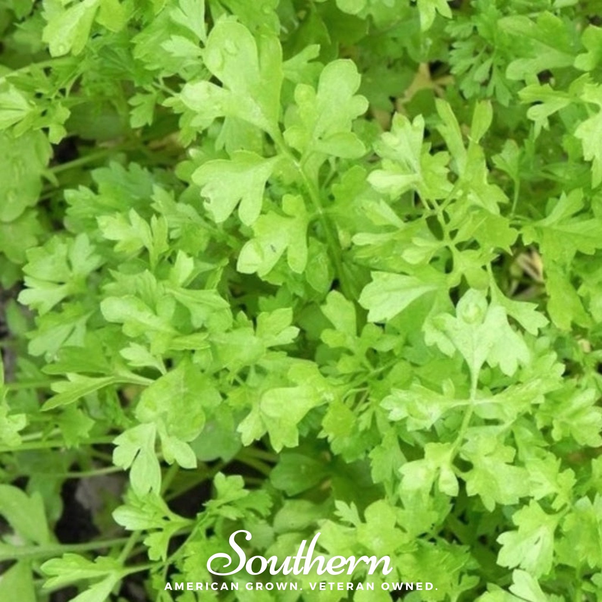 Curled Cress – 200 Seeds Southern Seeds