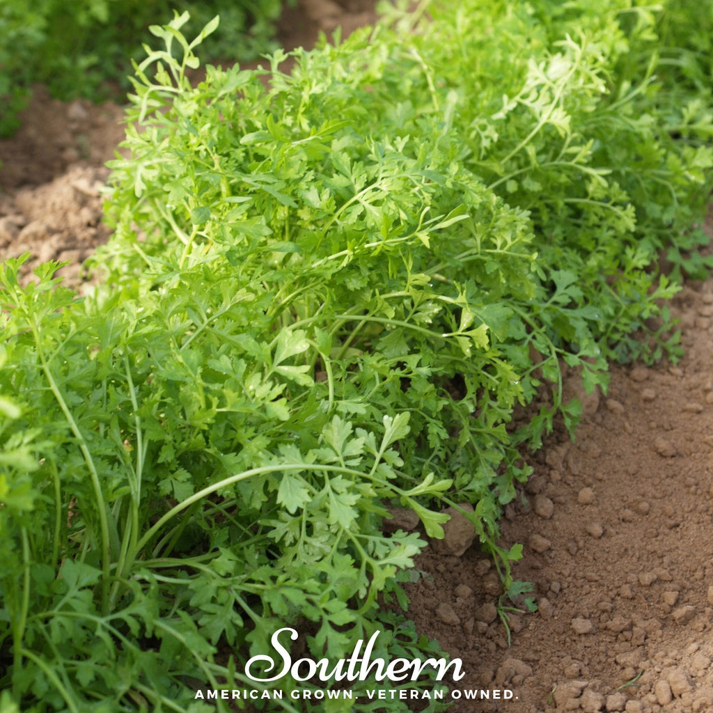 Curled Cress – 200 Seeds Southern Seeds