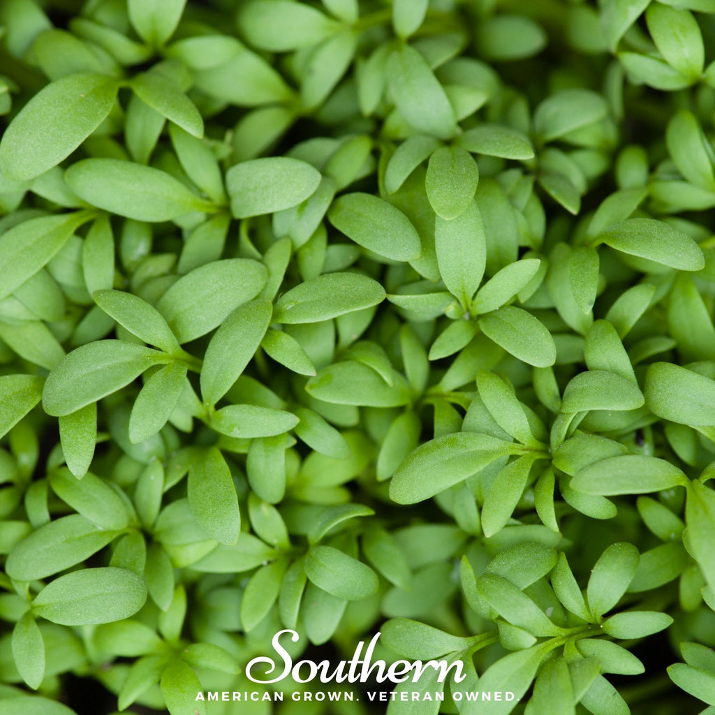 Pepper Cress – 500 Seeds Southern Seeds