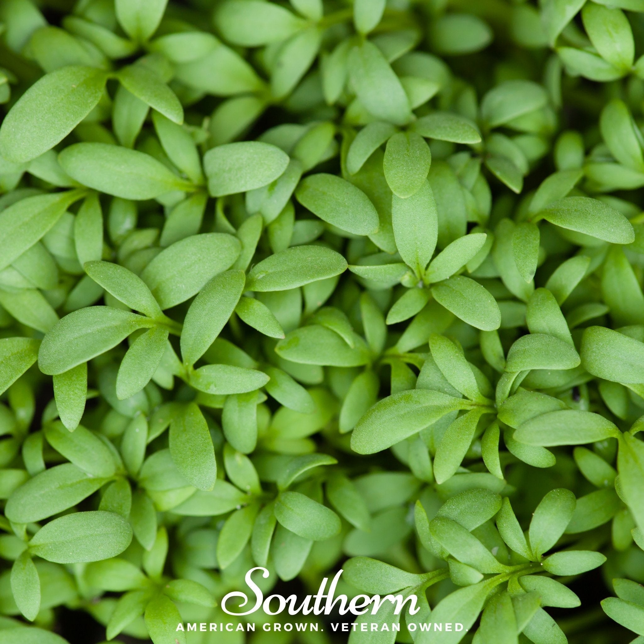 Pepper Cress – 500 Seeds Southern Seeds