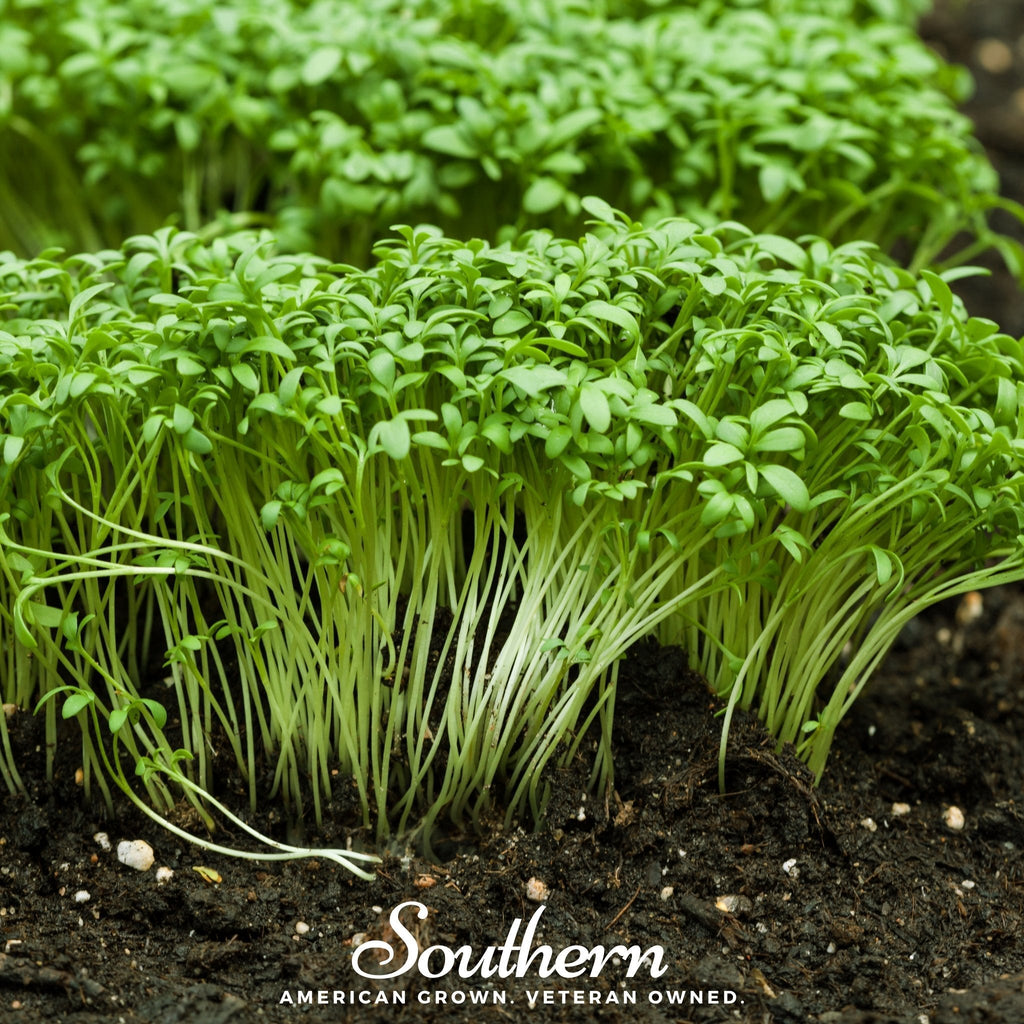 Pepper Cress – 500 Seeds Southern Seeds