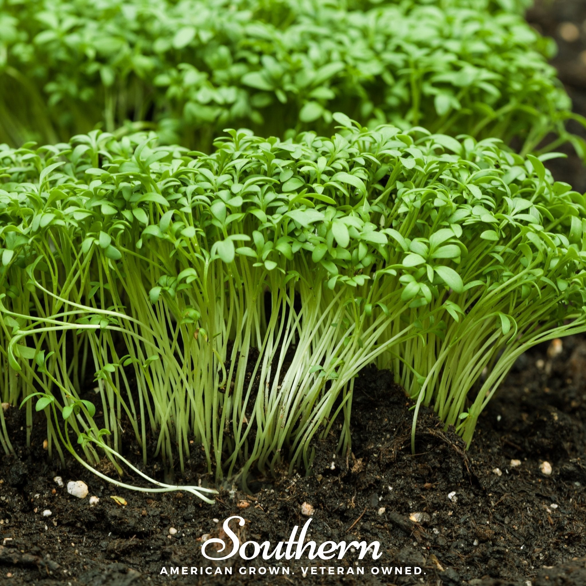 Pepper Cress – 500 Seeds Southern Seeds