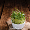 Pepper Cress – 500 Seeds Southern Seeds