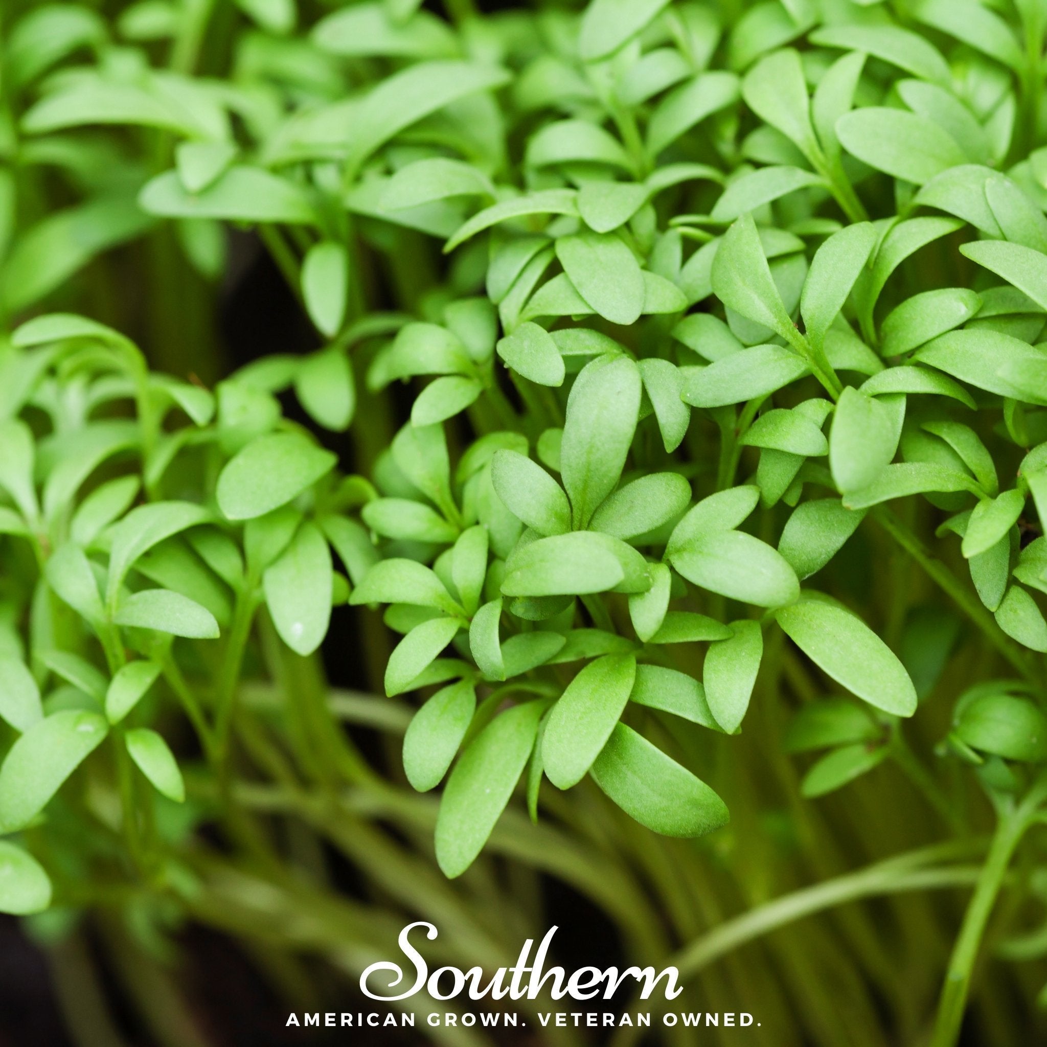 Pepper Cress – 500 Seeds Southern Seeds