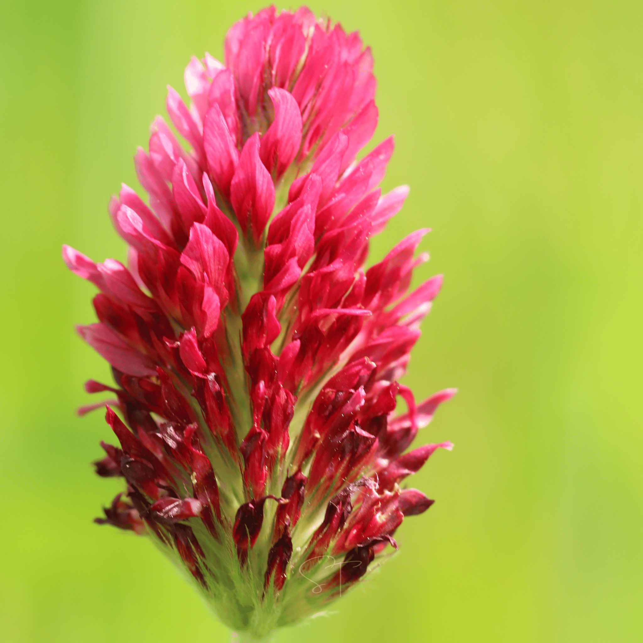 Crimson “Dixie” Clover – 1,000 Seeds Southern Seeds