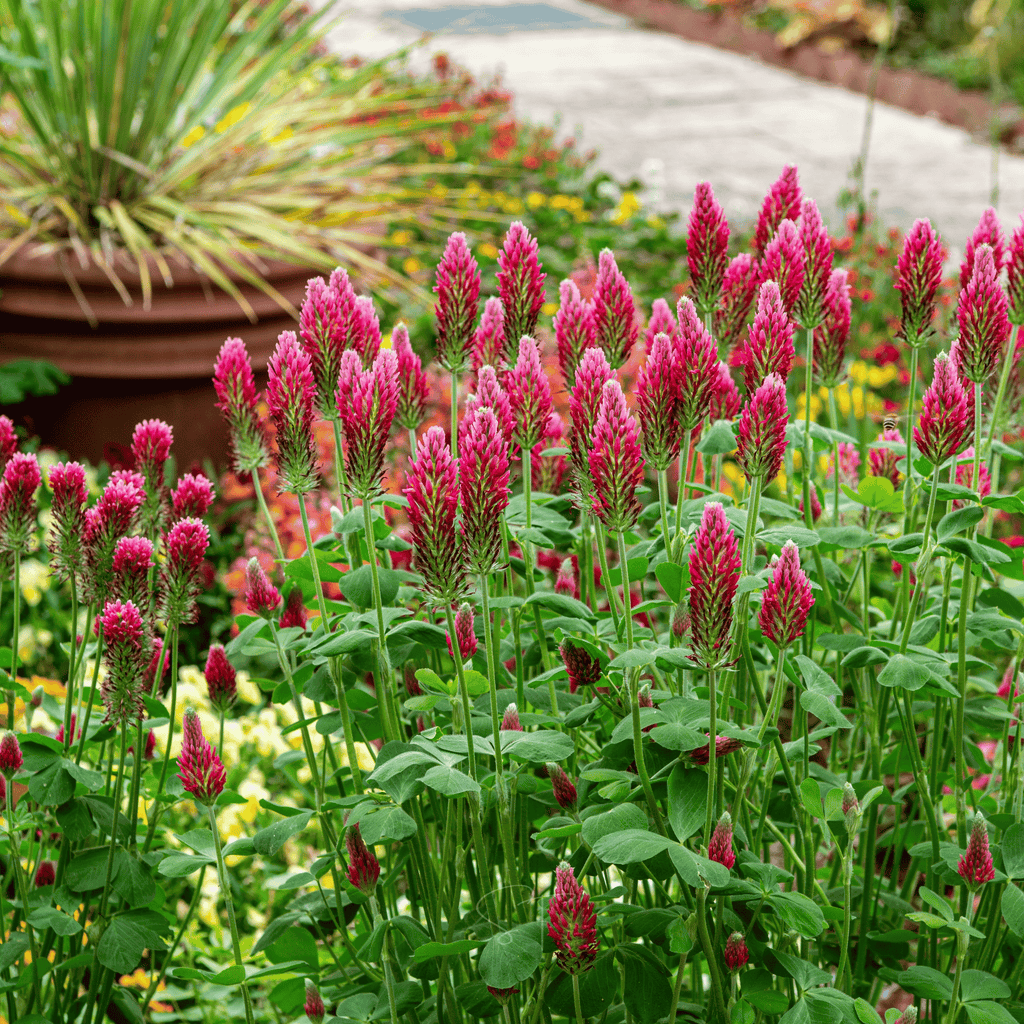 Crimson “Dixie” Clover – 1,000 Seeds Southern Seeds