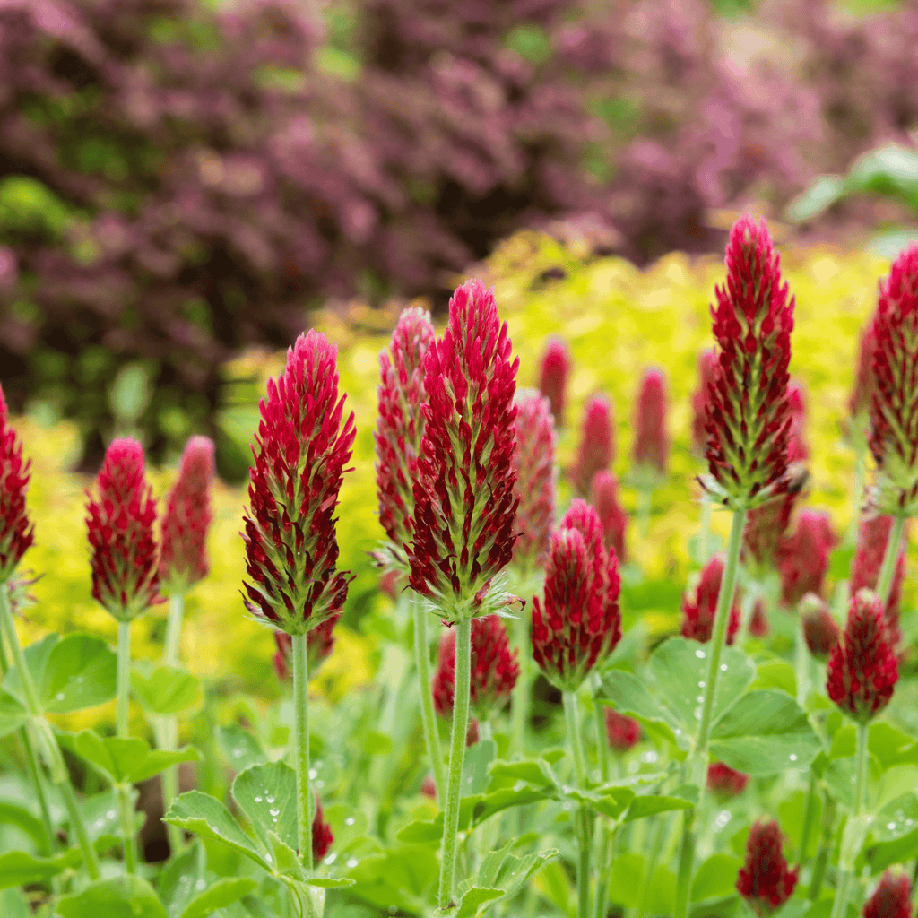 Crimson “Dixie” Clover – 1,000 Seeds Southern Seeds