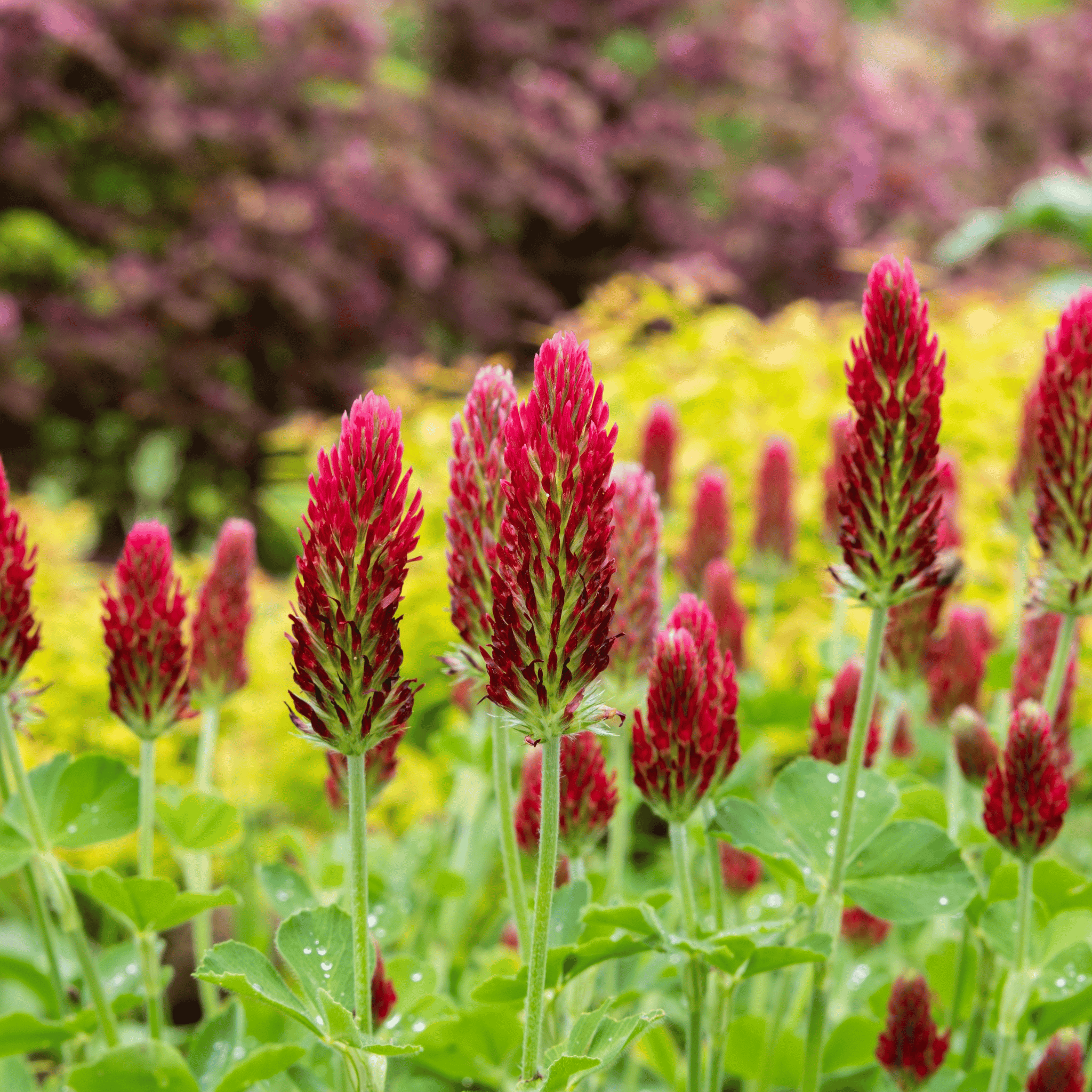 Crimson “Dixie” Clover – 1,000 Seeds Southern Seeds